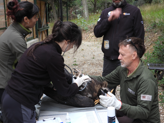 Revisión veterinaria de un buitre negro en Els Ports, antes de su marcaje con GPS.