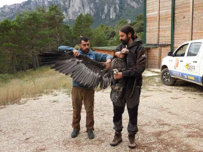 Examen visual de un buitre negro ya marcado con GPS.
