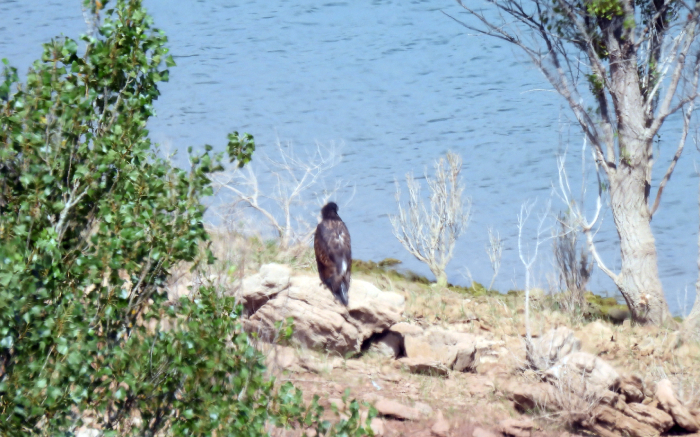 El pollo de pigargo descansa en el suelo tras abandonar el nido.