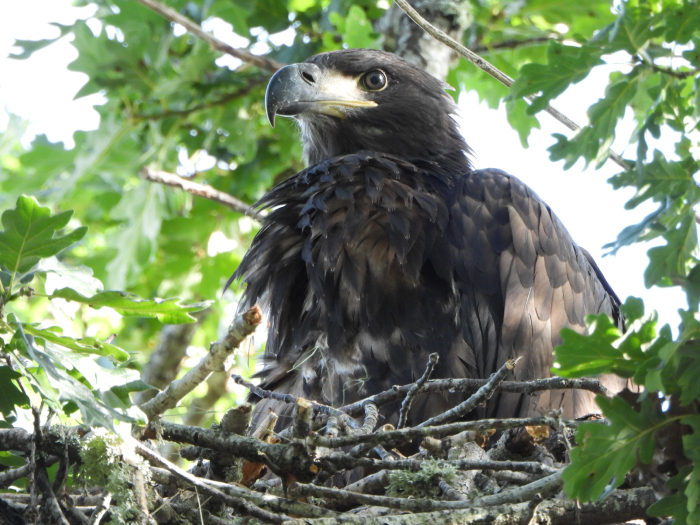 Primer plano de "Aquila" antes de abandonar su nido en el norte de Castilla y León.