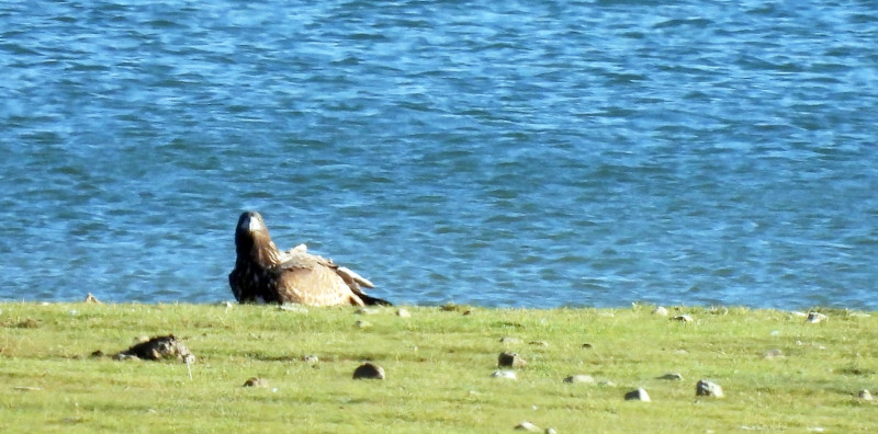 "Aquila" mira de frente durante un descanso en el ámbito de su territorio natal.  