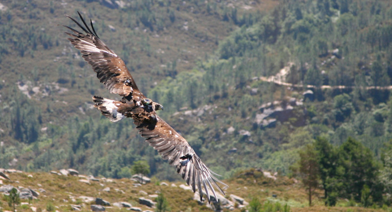 Primer vuelo del águila real "Eufemia", con su emisor al dorso, tras su segunda liberación en el Parque Natural Baixa Limia-Serra do Xures en julio de 2009.