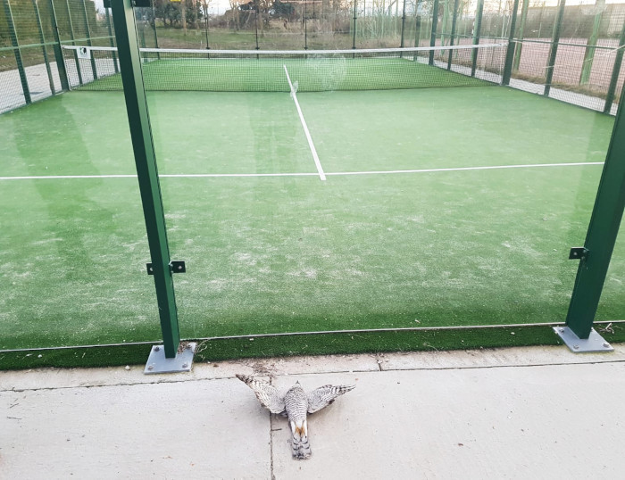 Cadáver de un azor que chocó contra el cristal de una pista de pádel.