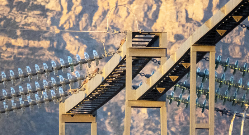 Cernícalos primilla en el pórtico de una de las subestaciones eléctricas minutos antes del anochecer. Foto: Javier Hernández.