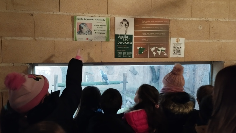 Varios niños observan a un águila de Bonelli irrecuperable en el Centro de Educación Ambiental "Naturaleza Viva" de GREFA.