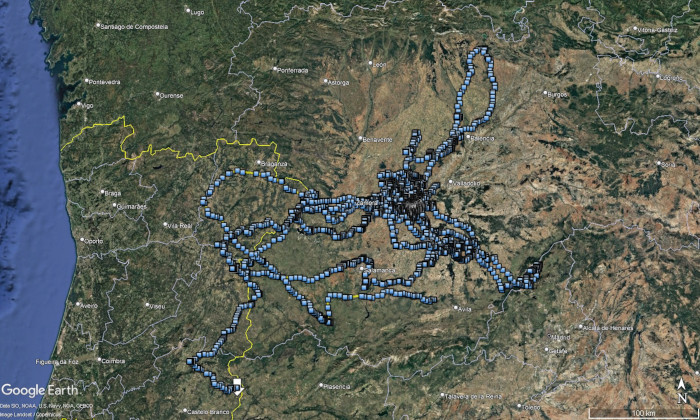 Mapa de movimientos de "Chavela" desde que abandonó su territorio natal el 3 de septiembre de 2024 hasta mediados de enero de 2025.