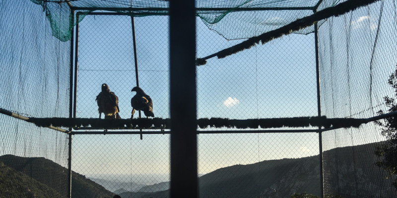 Dos de las águilas de Bonelli en el jaulón de aclimatación en el Parque Natural de Tepilora (Cerdeña), antes de su liberación.