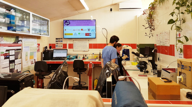 Voluntarios en el Laboratorio del Hospital de Fauna Salvaje de GREFA.