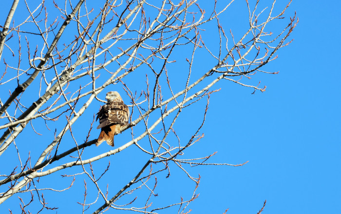 Uno de los milanos reales, posado en un árbol tras su liberación al medio natural.