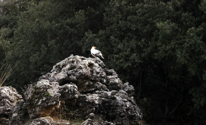 El alimoche liberado en Cazorla, fotografiado poco después de su suelta.