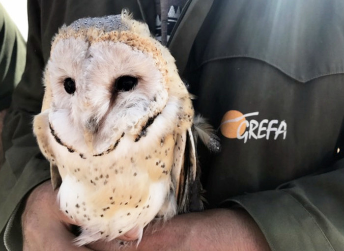 La lechuza es una de las seis especies de aves rapaces cuyas egagópilas han servido para estudiar la presencia de microplásticos y fibras artificiales.