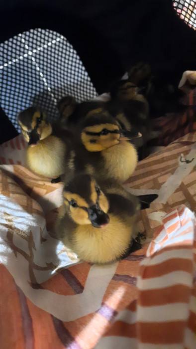 Pollos de ánade real rescatados por GREFA en Alcalá de Henares (Madrid).