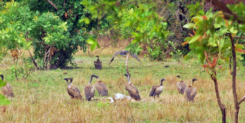 Buitres dorsiblancos junto a los restos de un antílope cobo en el Parque Nacional Mole (Ghana). Foto: Sandra Goded.