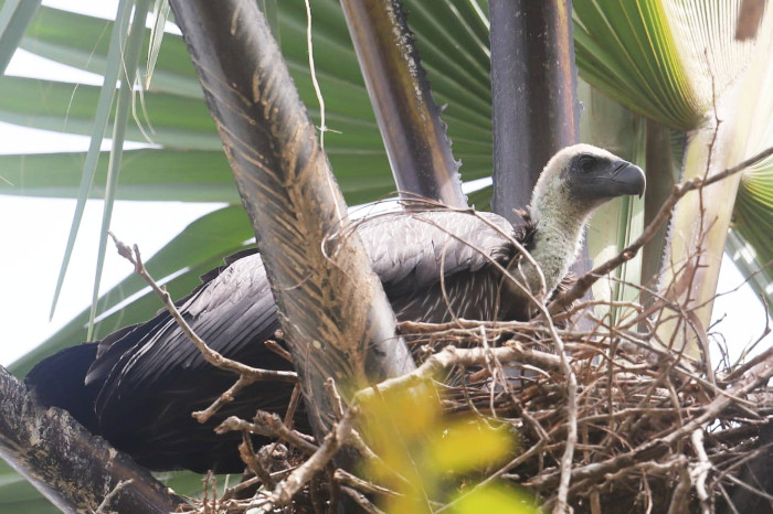 Pollo de buitre dorsiblanco en nido sobre una palmera de la especie Borassus akeassii en el Parque Nacional Mole. Foto: Gregorzs Walzac.