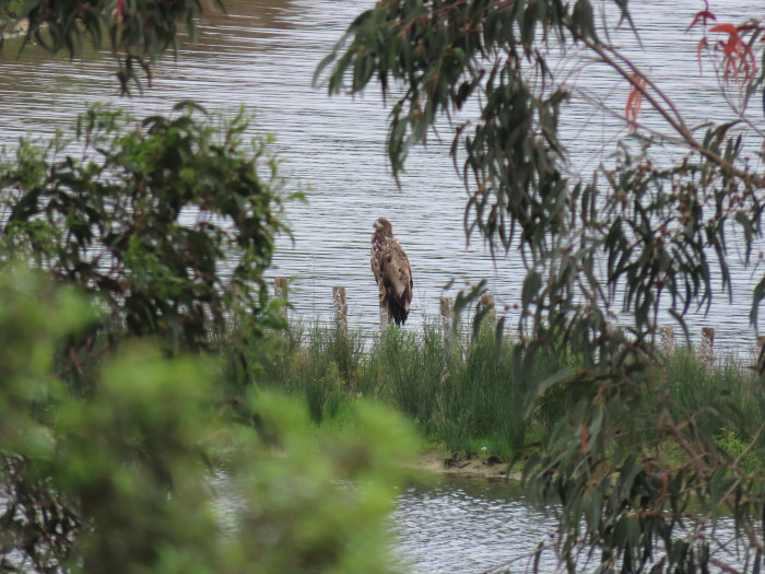 Pigargo europeo en una zona de estuario cantábrico que es un hábitat típico de alimentación de los ejemplares reintroducidos.