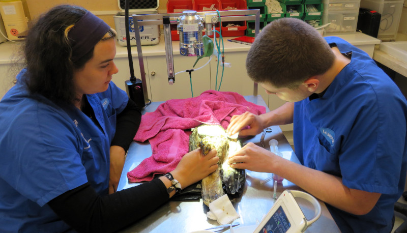 Alumnos del curso realizan una práctica en la clínica del hospital de fauna de GREFA.