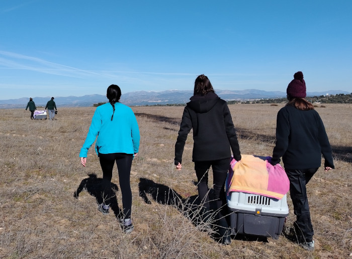 Alumnas del curso transportan varios buitres leonados para la realización de pruebas de vuelo como parte de su rehabilitación.