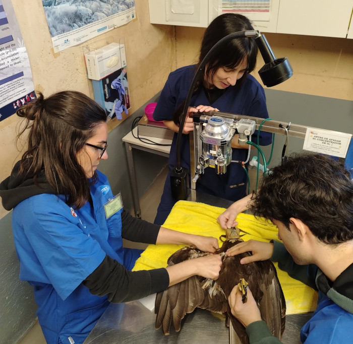 Clase práctica de fisioterapia con un aguilucho lagunero.