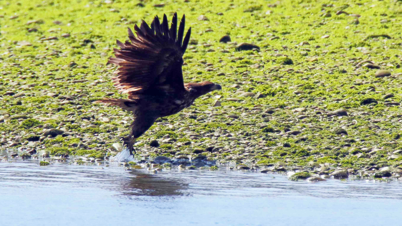 Un pigargo levanta el vuelo en la ría de Tina Mayor, entre Asturias y Cantabria. Foto: Ilja Alexander Schroeder.