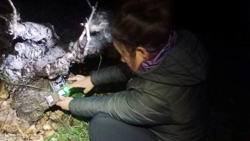 Una trabajadora de GREFA cambia una de las cámaras trampas utilizadas para el inventario de biodiversidad en Bodega Numanthia (Valdefinjas, Zamora).