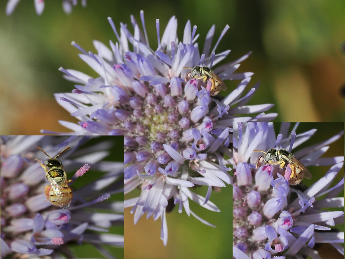 Diferentes tomas de una hembra de "Nomioides minuttisimus" en una flor del género "Jasione". Esta abeja solitaria, detectada en las viñas de Bodega Numanthia, es diminuta (de tres a cuatro milímetros) y está amenazada en muchos países de Europa.