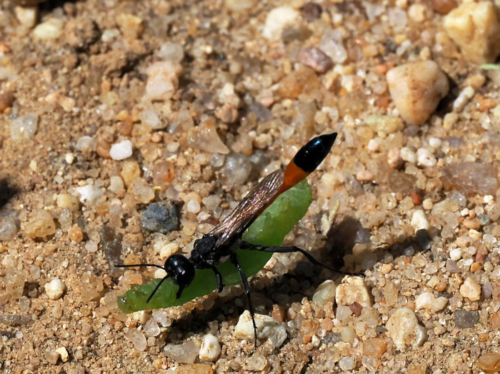 "Ammophila sabulosa" con una oruga que ha capturado. Esta avispa es una especie auxiliar que se alimenta de larvas, entre las que se encuentran las de algunas especies potencialmente dañinas para el viñedo.