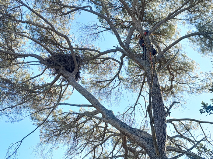 Momento de ajustar una cámara situada frente a uno de los nidos de águila de Bonelli en la Sierra Oeste de Madrid.