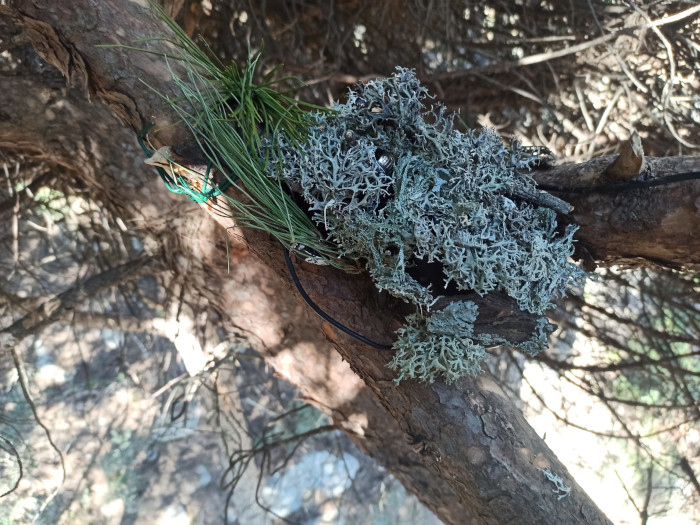 Detalle de una de las cámaras que hemos instalado junto a nidos de águila de Bonelli. La hemos mimetizado por medio de líquenes y elementos naturales.