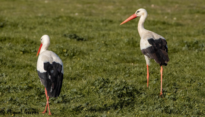 Dos cigüeñas blancas en busca de alimento. Foto: Miguel Garcés.