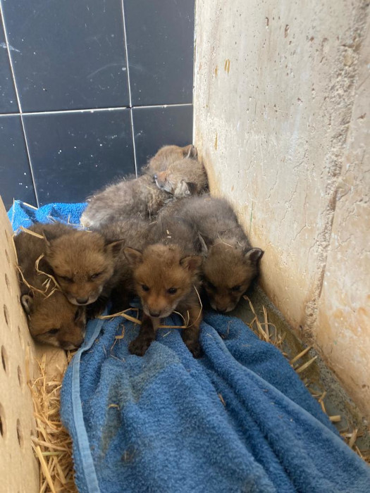 La camada al completo junto con otros dos cachorros de zorro que ingresaron en las mismas fechas.