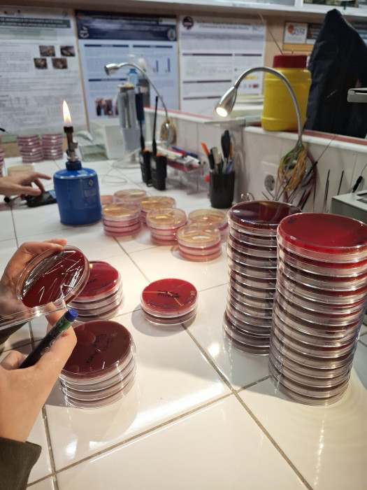 Etiquetado de muestras en el laboratorio de GREFA para el proyecto WILDBIOPHAGE.