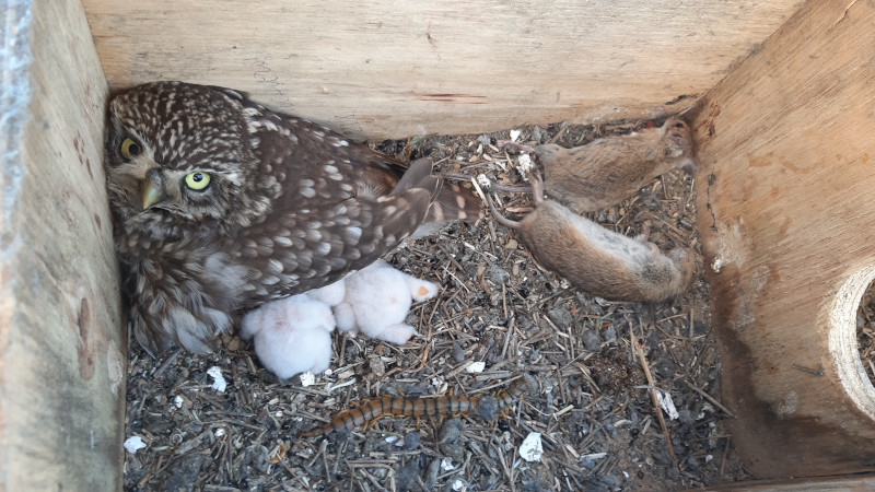 Mochuelo con sus pollos en el interior de una caja nido con despensa de topillos, entre otras presas.