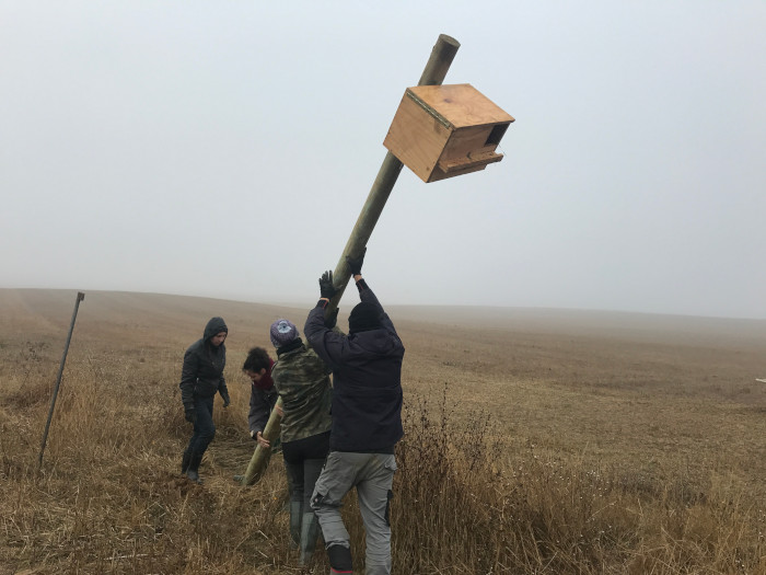 Un equipo de GREFA coloca una caja nido para lechuza.