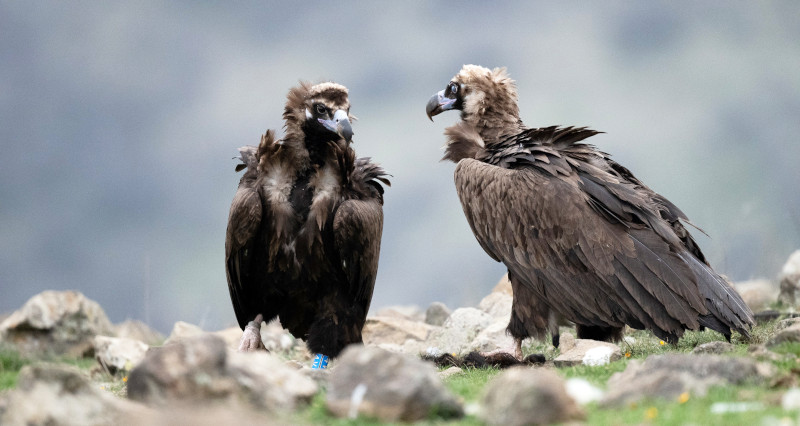 La nueva pareja de buitre negro formada en los Montes Ródopes (Bulgaria), fotografiada en su medio natural. Foto: Stuart Minninkin.