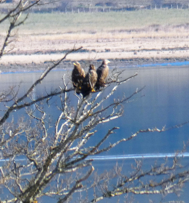 Esta imagen tomada a larga distancia muestra a tres de los pigargos que han formado trío posados en un árbol seco: la hembra "Andara" y los machos "Trasgu" y "Pataricu".