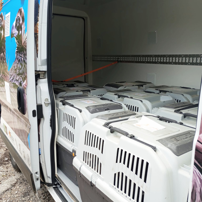 Transportines con los buitres negros trasladados desde España, a su llegada a los Montes Ródopes.