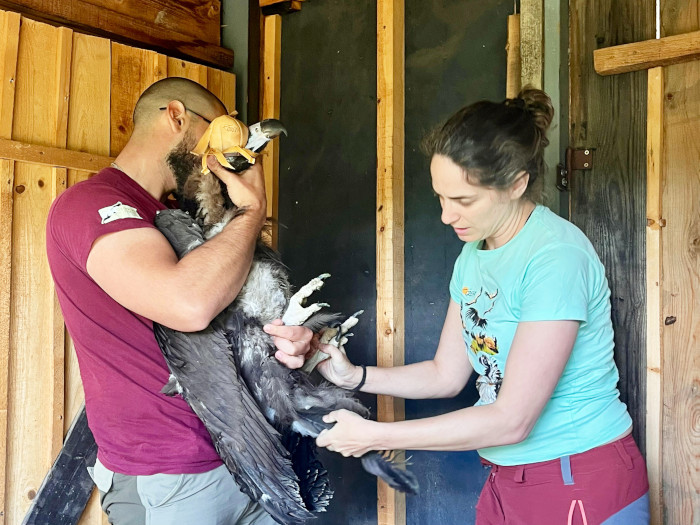 Una veterinaria de GREFA chequea a un buitre negro antes de ser introducido en el jaulón de aclimatación construido en los Montes Ródopes.