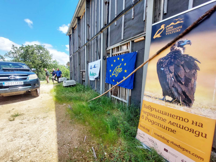 Todo a punto para introducir varios buitres negros en el jaulón de aclimatación del proyecto.