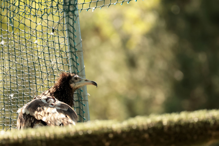 Alimoche a punto de abandonar el jaulón de aclimatación, que fue abierto por el equipo del proyecto (tal y como se observa en la fotografía) el día de la liberación de las aves.