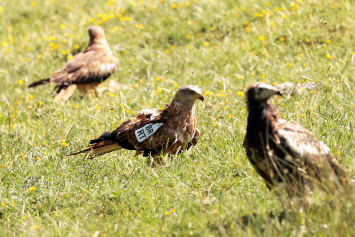 Dos milanos reales y un alimoche (a la derecha) posados juntos en el suelo tras abandonar el jaulón de aclimatación de Cazorla. 