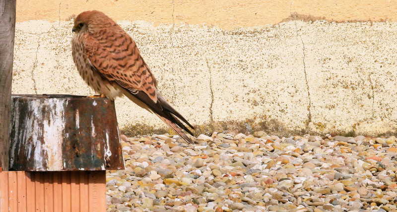 Hembra de cernícalo primilla en el silo de Baena (Córdoba). Foto: José María Ayala.