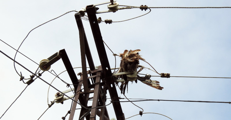 Águila ratonera en un tendido eléctrico de la provincia de Toledo. Las electrocuciones son una de las causas de mortandad de fauna abordadas por el cortometraje "Amenazados".