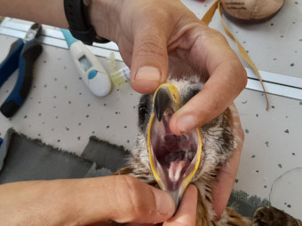 Examen veterinario realizado a los pollos de águila calzada del nido de “Cabriela”. 