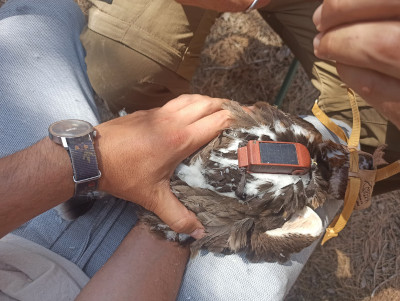 Marcaje de “Cabriela” con un emisor GPS.