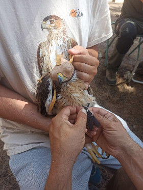 Marcaje de “Cabriela” con un emisor GPS.