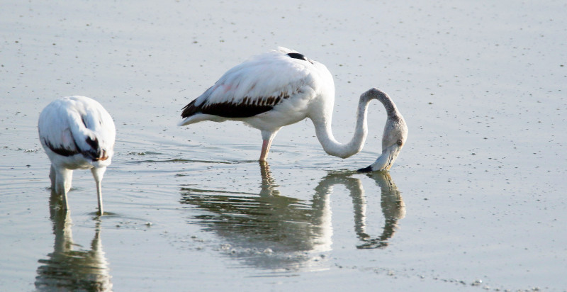 "Mingo", en compañía de otro flamenco, disfruta de su recuperada libertad en el Parque Nacional de las Tablas de Daimiel. Foto: @CastellaNatura.