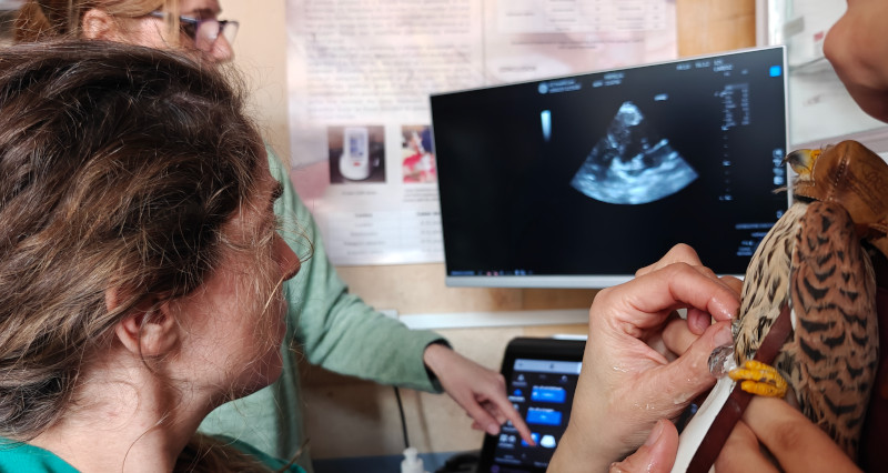 Un cernícalo es explorado con el nuevo ecógrafo en nuestro hospital de fauna.