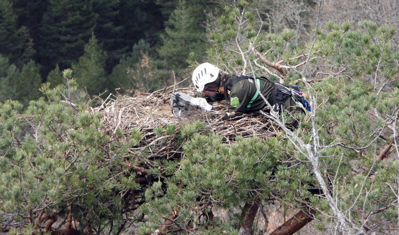 Un Agente Medioambiental de la Junta de Castilla y León en el momento de retirar el huevo de la pareja de buitres negros "Bioco" y "Aramol", en la Sierra de la Demanda.