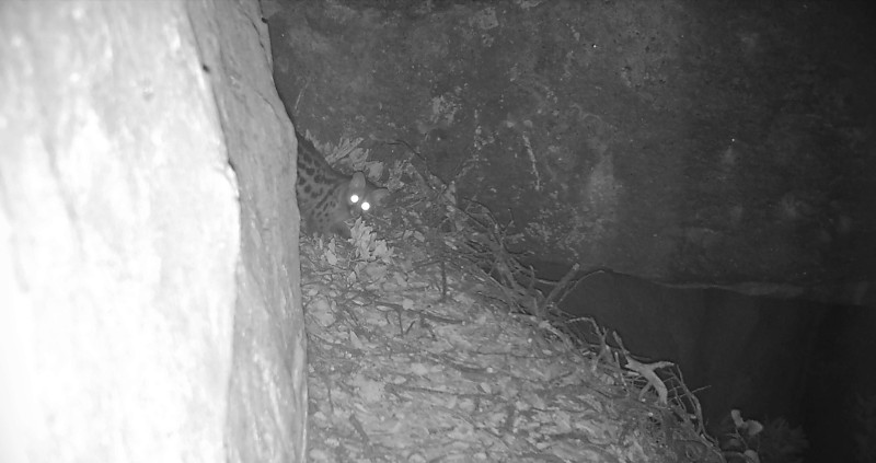 Imagen nocturna de una gineta en un nido en roca de águila de Bonelli en la Comunidad de Madrid.