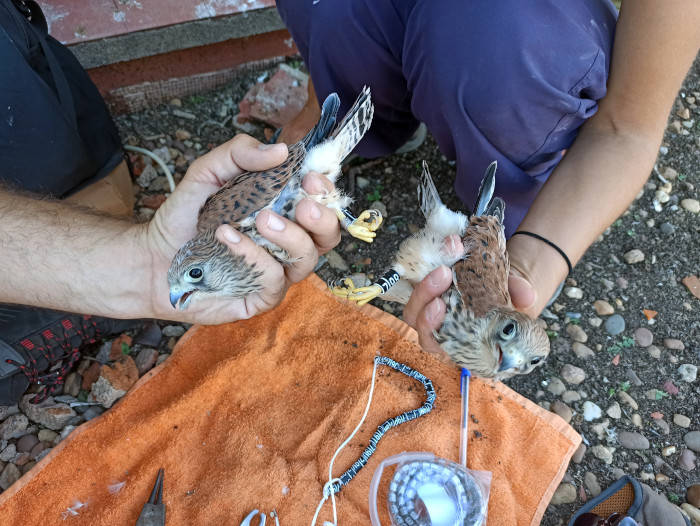 Anillamiento de pollos de cernícalo primilla en un silo con una colonia de la especie.